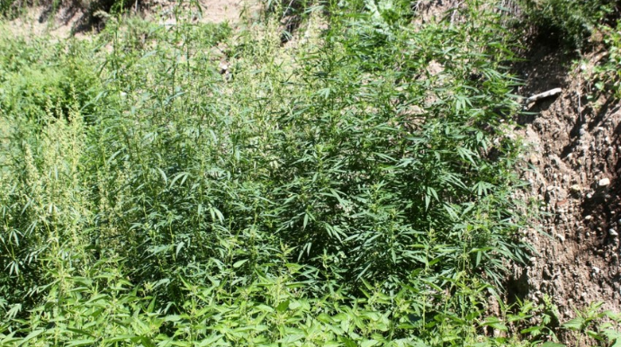 İşğaldan azad edilən ərazidə 1 ton 700 kq narkotik aşkarlandı