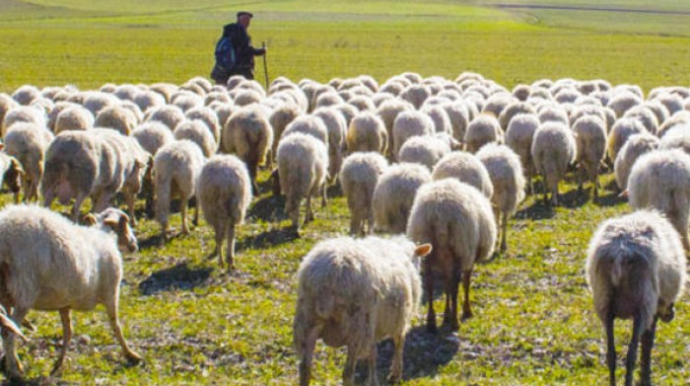 Çoban fermadan 73 baş heyvan oğurladı 