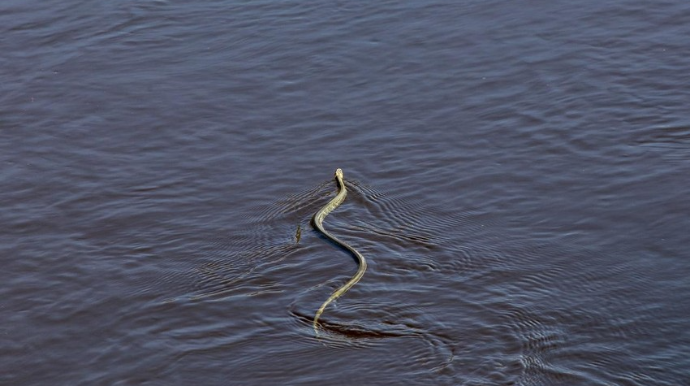 Gürzə ilanından başqa, digərlərinin suda olması insanlar üçün təhlükə yaratmır - Zooloq 