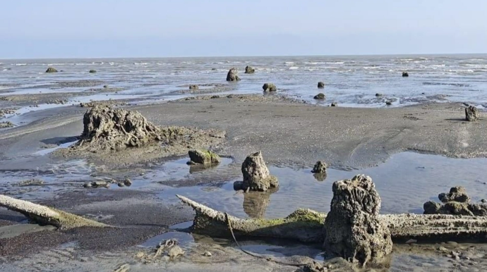 Lənkəranda maraqlı hal: Xəzərdə suyun altında qalmış qədim meşə üzə çıxıb - VİDEO