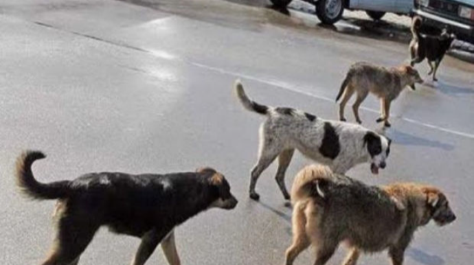 İtlərin hücumuna məruz qalan şəxs vaksini nə vaxt vurdurmalıdır ki, effektiv olsun? - AÇIQLAMA 