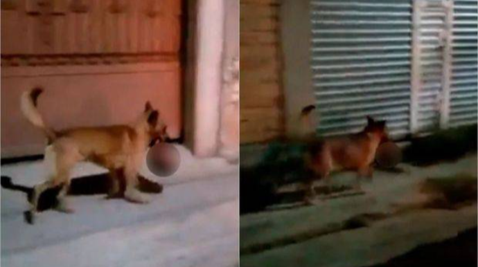 Meksikada ağzında insan başı olan it görənləri dəhşətə gətirdi - FOTO - VİDEO