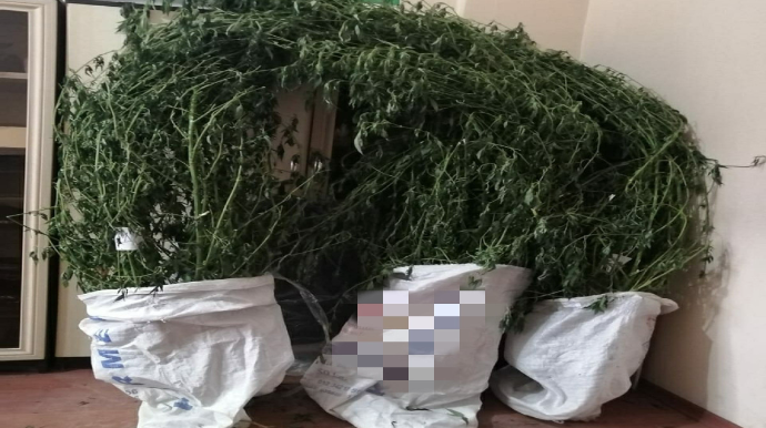 İsmayıllı sakininin evində külli miqdarda narkotik aşkarlanıb 