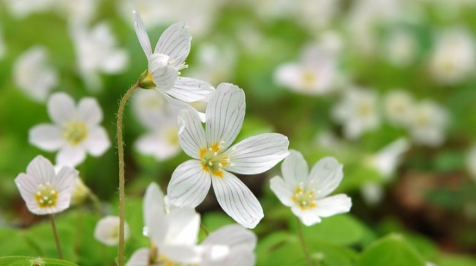 Sabaha gözlənilən hava proqnozu 