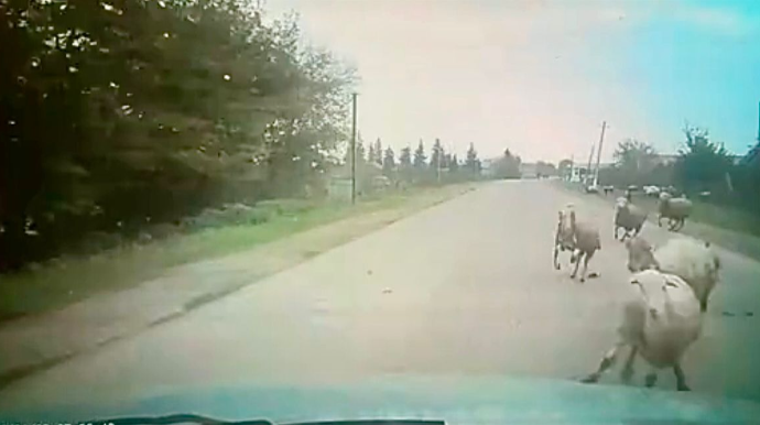 Cəlilabadda sürücü yola qəfil çıxan qoyunları vurdu - ANBAAN VİDEO