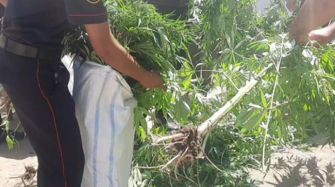 Gədəbəy sakinindən 8 kiloqram narkotik götürüldü - FOTO 