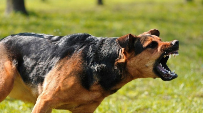 Salyan sakini sahibsiz itlərin hücumuna məruz qalıb