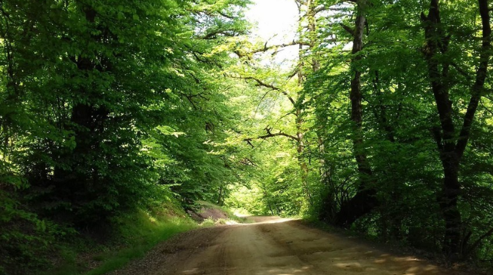 Hirkan meşələri UNESCO-nun Ümumdünya İrs Siyahısına daxil edilib