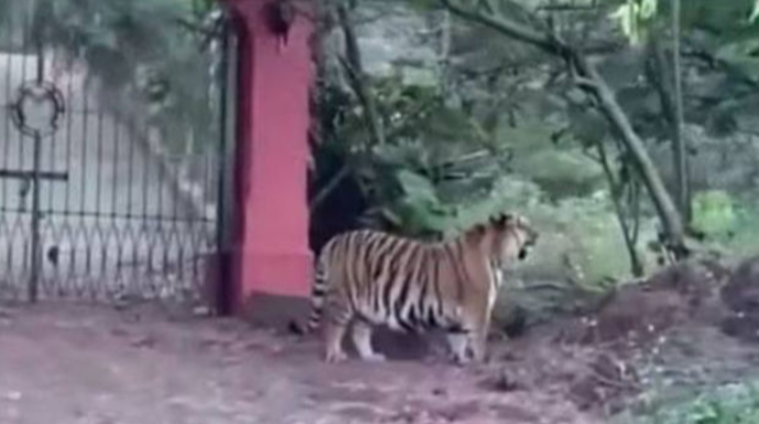 Yaşayış məkanında görünən pələng yerli sakinlər arasında təşviş yaradıb - VİDEO 