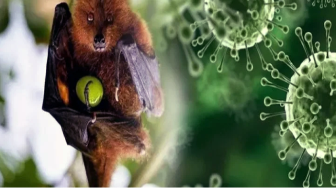 Nipah nədir və nə qədər təhlükəlidir? - Yeni ölümcül virus 