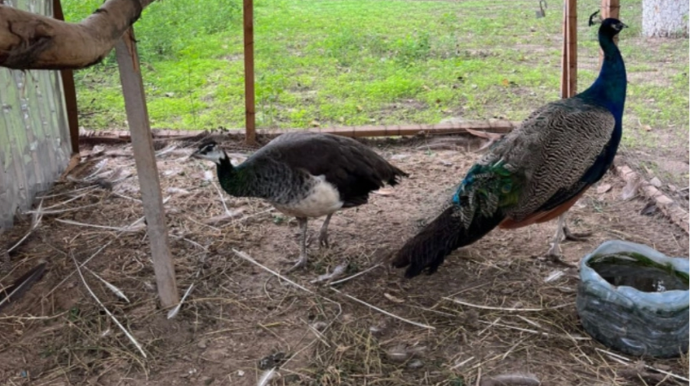 Sabirabadda restoranda 20 heyvanın qanunsuz saxlanıldığı aşkarlandı - FOTO