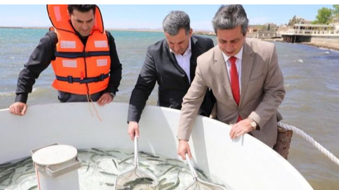 Xəzər dənizinə qızılbalıq körpələri buraxıldı   - FOTO