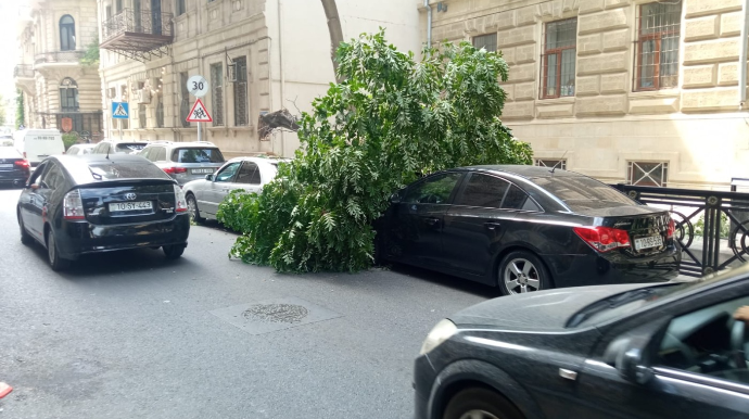 Bakının mərkəzində ağac 2 avtomobilin üzərinə aşdı  - FOTO