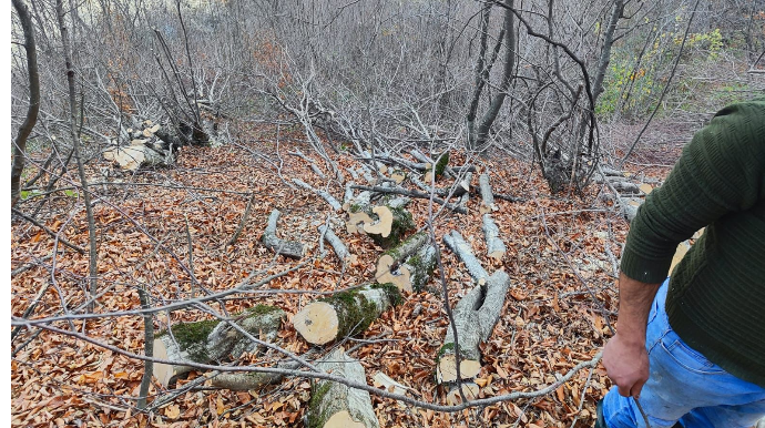 İsmayıllıda meşədən qanunsuz ağac kəsən rayon sakinləri müəyyən olundu  - FOTO
