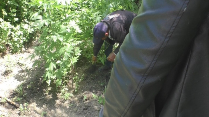 Göyçayda həyətində narkotik plantasiyası salan şəxs tutulub - FOTO