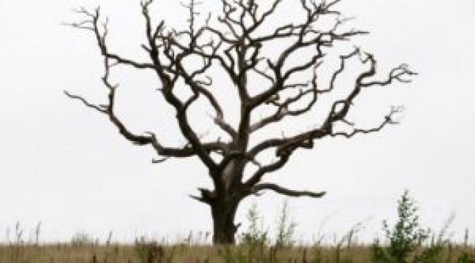 Magistral yolların kənarındakı 374 qurumuş ağac kəsiləcək