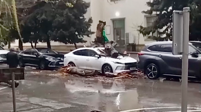 Nəsimidə nəhəng ağac “BYD”nin üzərinə düşdü   - VİDEO