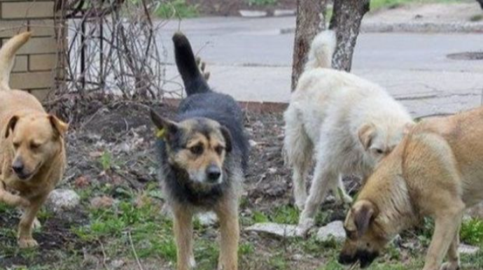 В Баку бездомные собаки напали на несовершеннолетнюю девочку 
