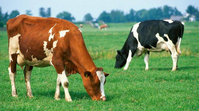 Yevlaxda mal-qara oğurlamaqda şübhəli bilinən şəxslər saxlanılıb