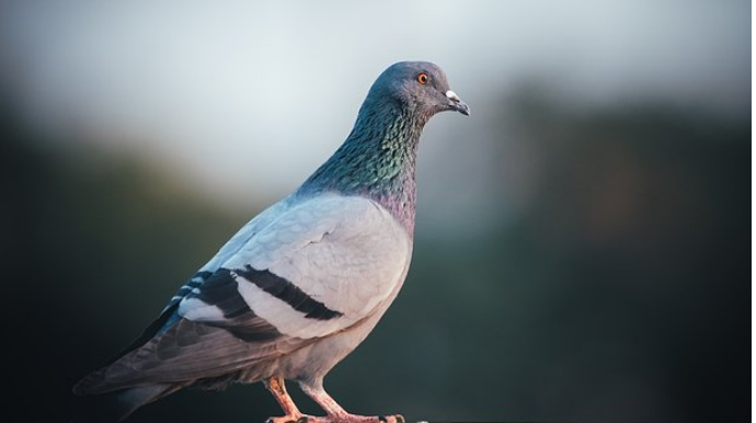 Taksi sürücüsü göyərçin  vurduğuna görə həbs edildi 