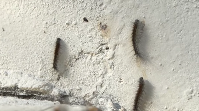 Bakıda bu binaları qurd basdı - VİDEO