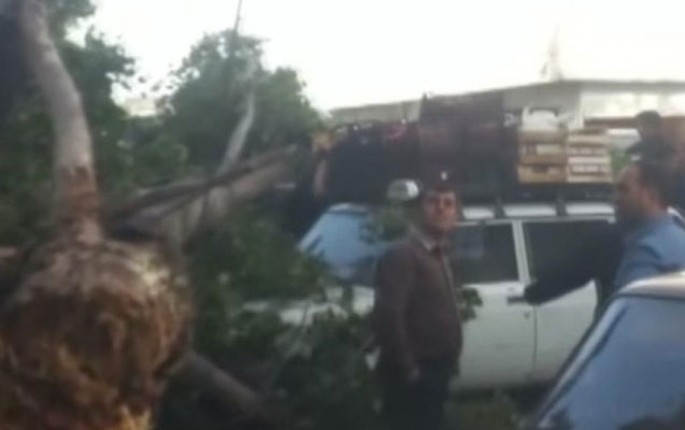 Bakıda böyük ağac maşınların üstünə aşdı - VİDEO