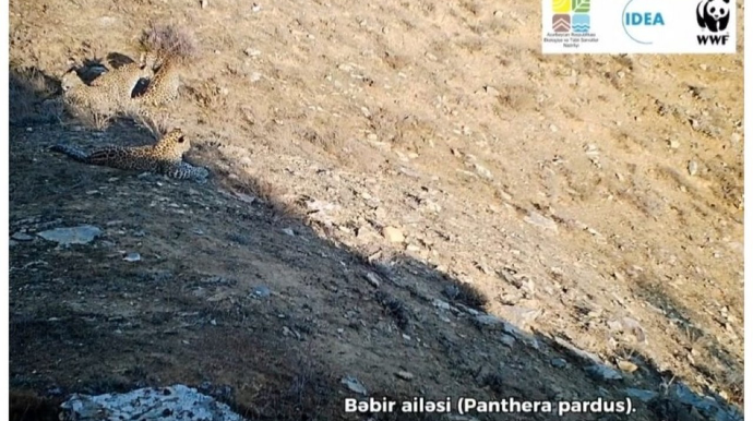 Zəngəzur Milli Parkında 5 bəbir görüntüləndi 