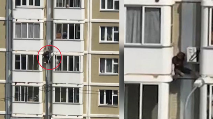 Qonaqlıqdan qayıdan “hörümçək adam” saxlanıldı - VİDEO 