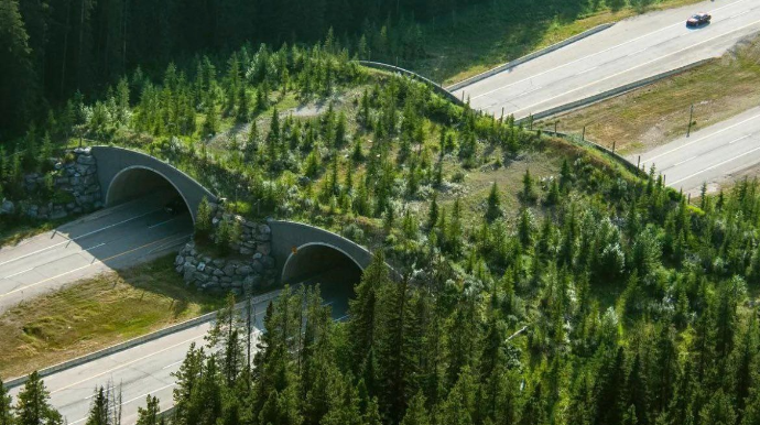 Heyvanlar üçün körpü  - FOTO