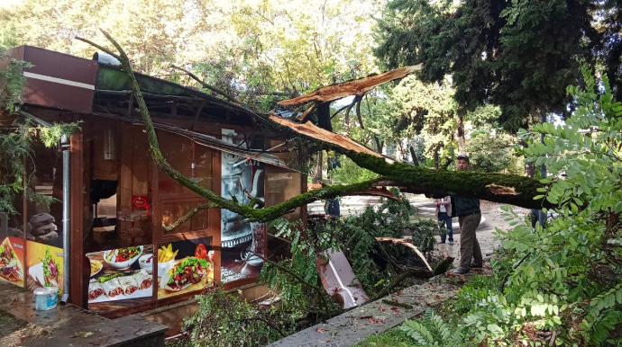 İsmayıllıda ağac kafenin üzərinə aşıb - FOTO