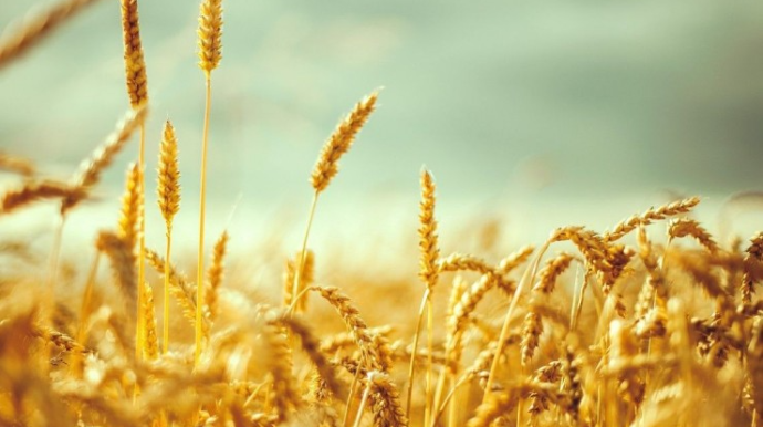 Azərbaycanda ərzaqlıq buğdanın yeni dövlət tədarük qiyməti müəyyən edildi
