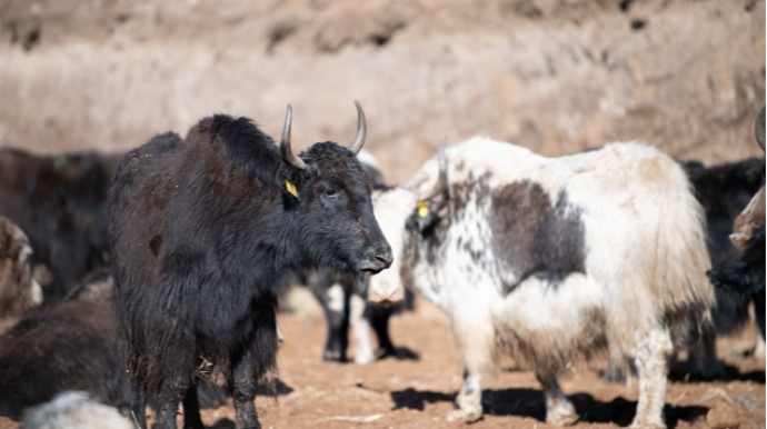 Qırğızıstandan Azərbaycana damazlıq yaklar  gətirildi   - FOTO