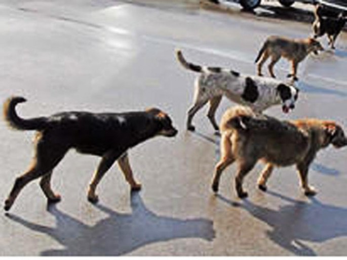 İti döyüb asana 74 şallaq cəzası verildi