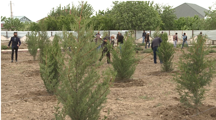 İlaxır çərşənbə günü 22 min ağac əkilib
