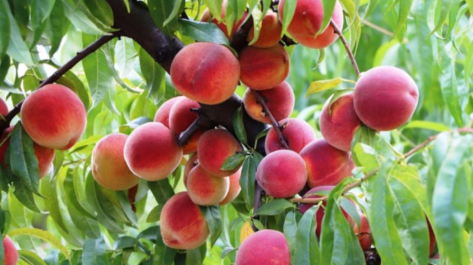 Yayda meyvə-tərəvəzlər bahalaşa bilər - VİDEO 