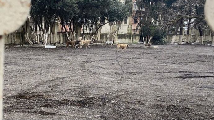 Küçə itləri şagirdlərə hücum etdi - Təhlükəli vəziyyət - VİDEO 