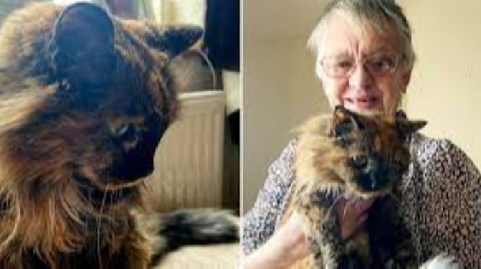 Dünyanın ən yaşlı pişiyinin 32 yaşı tamam olur 