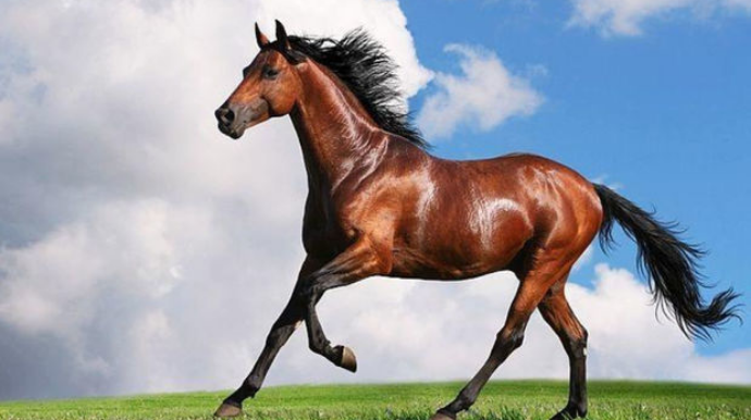 Стали известны цены на карабахских скакунов