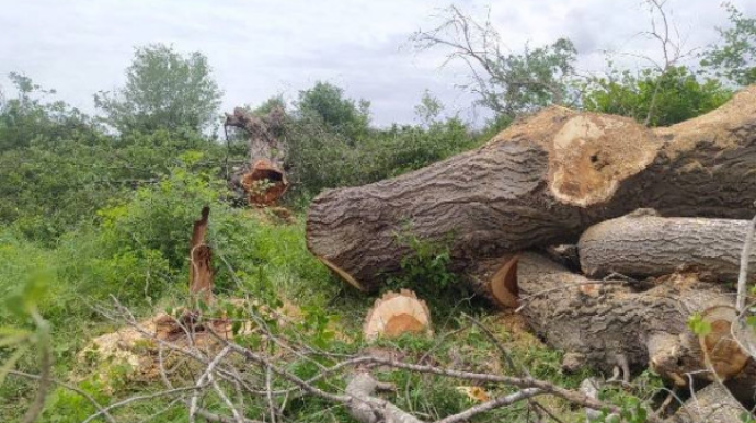 İsmayıllıda ağaclar kütləvi şəkildə kəsildi – Nazirlik işə qarışdı  - VİDEO