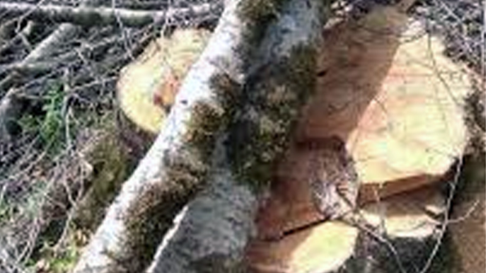 Yardımlıda ağacların kəsilməsi faktı araşdırılır 