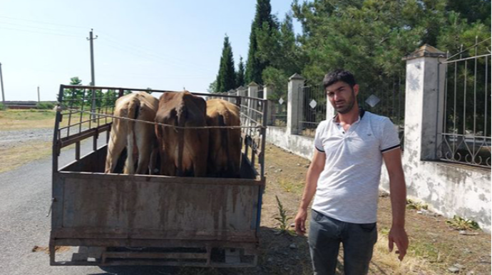 Vətəndaşa verilən inəyin yıxılması görüntüsü gündəm oldu: Agentlik açıqlama yaydı   - VİDEO