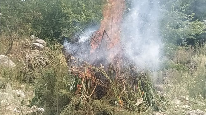 Qusarda yabanı halda bitən çətənə kolları məhv edilib 