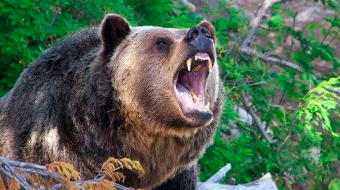 Naxçıvanda ayının hücum etdiyi 51 yaşlı kişinin vəziyyəti açıqlandı 