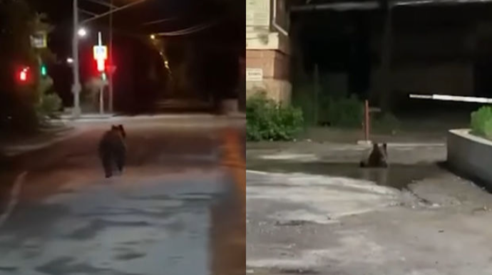 Küçədə qaçan ayı sakinləri qorxutdu: “Onu dayandırmağın başqa yolu olmadı”  - VİDEO