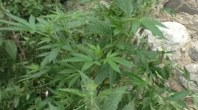 Qusarda qanunsuz narkotik yetişdirən şəxs saxlanıldı