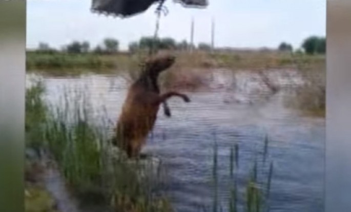 DİN-dən inəyə işgəncə verilməsi məsələsinə RƏSMİ CAVAB