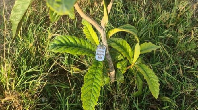 Paytaxt sakini şəhid olan yoldaşlarının adına ağac əkib - FOTO