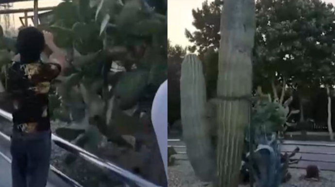 Bulvarda kaktusları yandıran şəxs 30 sutka həbs olundu - YENİLƏNİB 