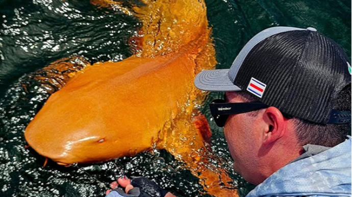 Dənizində parlaq narıncı rəngdə köpəkbalığı aşkarlanıb - FOTO 