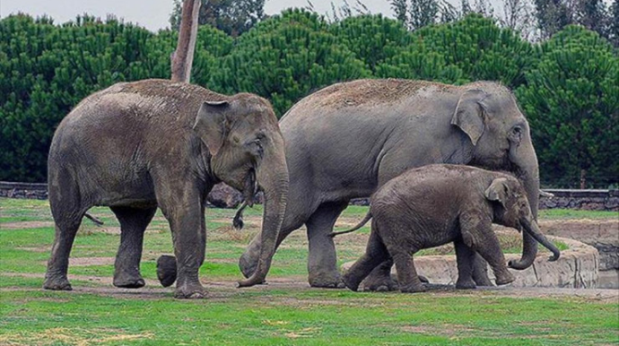 Hindistandan gətirilən fil Bakıda bu qiymətə SATILIR    - FOTO